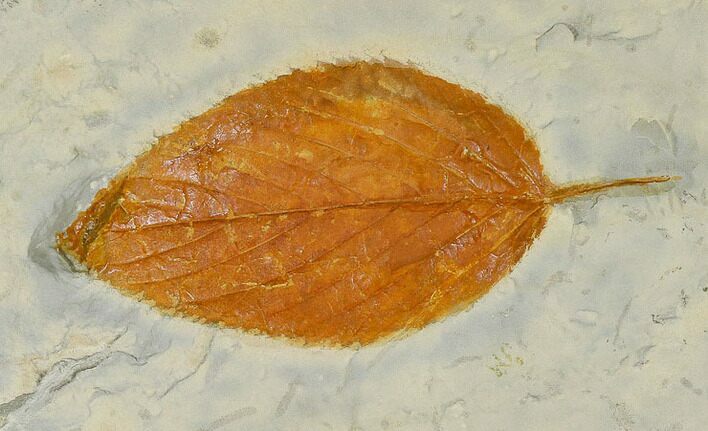 Fossil Hackberry Leaf (Celtis) - Montana #115313